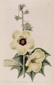 Image result for Abelmoschus