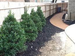 Japanese Blueberries London Garden Garden Design Trees To Plant