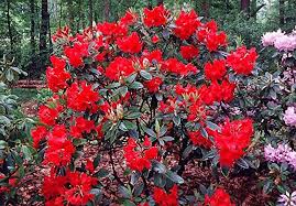 Amazon Com Vulcan S Flame Rhododendron Fire Red Blooms 2 5 Pot Garden Outdoor House Plant Delivery Planting Bulbs Red Fire