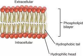 The fundamental structure of cell membranes is a bimolecular sheet of amphiphilic lipid molecules. What Is The Structure Of The Cell Membrane Quora