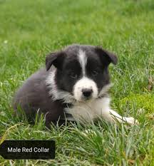 Buy and sell border collies puppies & dogs uk with freeads classifieds. Isds Border Collie Puppies Health Tested Working Parents In Church Stretton Dogsandpuppies Co Uk