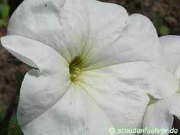 Image result for Petunia axillaris