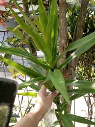 Daun pandan sudah sering digunakan untuk bahan pewarna makanan hijau alami. Daun Suji Dan Berbagai Manfaatnya Bagi Kesehatan