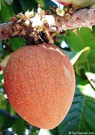 Image result for Pouteria