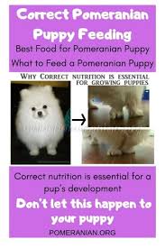 Correct Pomeranian Puppy Feeding