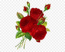 Succisa pratensis, hand drawn illustration. Bouquet Of Flowers Drawing Clipart Drawing Art Rose Transparent Clip Art