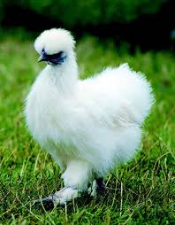 See more of bantam chickens (old english game) on facebook. Chicken Breeds For Kids Raising Chickens