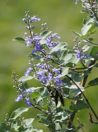 Image result for Vitex thyrsiflora