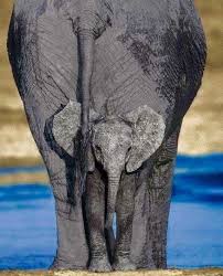 Elephants Animals Beautiful Elephant Animals Wild