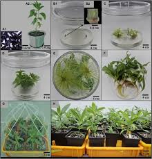 Image result for Aspilia africana