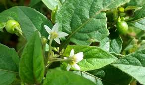 Image result for Solanum americanum