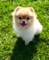 It is hard to pin down a fixed cost per state; Teacup Pomeranian Cute Puppies In India Novocom Top
