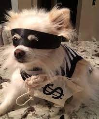 Dog Halloween Costume Diy Bank Robber Pomeranian Money Mask Dog Costumes Halloween Small Cute Dog Halloween Costumes Small Dog Costumes
