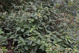 Image result for Sericostachys