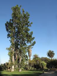 Image result for Agathis