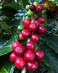 Ya Casi Inicia Nuestra Cosecha De Cafe 2017 Coffee Harvest 2017 Farm Cosecha Finca Cafe Specialtycoffee Treeto Kaffeepflanze Kaffeezeit Kaffeerosterei