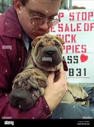 Darin Cox of Marysville, Pa., holds his two seven-week-old Chinese Shar-Pei  puppies while attending a rally