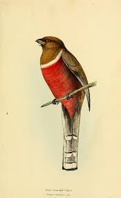 A Selection Of The Birds Of Brazil And Mexico Biodiversity Heritage Library Birds Art Clipart Art