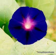Morning Glory Vine A Profile Of An Annual Flower Howstuffworks