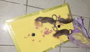The sooner you do it, the better. Rise Of The Rats Hong Kong S Hot Weather Is Forcing Rodents Up High Rises South China Morning Post