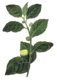 Image result for Morinda