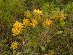 Image result for Loranthaceae