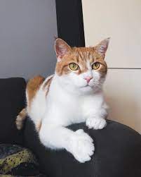 Leon On Instagram My Serious Face Cat Leon Ginger Gingercat Serious Kitty Beautiful Alwaystog Cute Cats And Kittens Orange And White Cat Cats