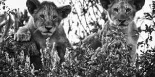 Decouvrez Les Plus Belles Photos D Animaux De La Savane Africaine Forcément, quand on ne voit que lui sur un tableau, cela semble très naturel. animaux de la savane africaine