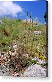 Image result for Micromeria