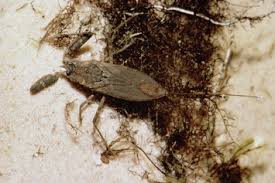 Ashley and the water scorpion. Nepidae An Overview Sciencedirect Topics