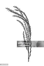 Image result for Eragrostis cylindriflora