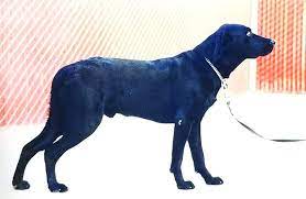 Compare dog boarding services near you for the best dog boarding prices. Dog Boarding And Training Facilities Whole Dog Journal