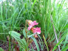 Image result for Hermannia parvula
