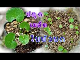 centella asiatica ว ธ เพาะเมล ดใบบ วบกแบบง ายๆ งอกด พ ชสม นไพรปล กง าย ท ควรปล ก youtube ในป 2021 การปล กพ ช ต นไม