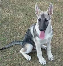 Sable rock german shepherds has puppies for sale on akc puppyfinder. 22 Silver Sable German Shepherd Ideas Sable German Shepherd Silver Sable German Shepherd German Shepherd