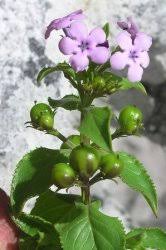 Image result for Teedia lucida