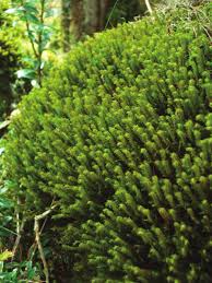 Image result for Hedythyrsus thamnoideus