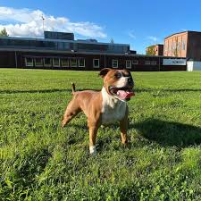 Maybe you would like to learn more about one of these? Hey Its Internationaldogday English Staffordshire Bull Terrier International Dog Day Bull Terrier Dog