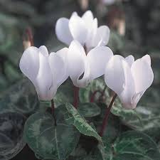 Image result for Cyclamen 1999 Truck