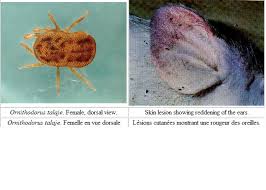 But the industry is now under threat from african swine fever, with many diners refusing to eat it, despite authorities assuring filipinos the meat is still safe. A120 African Swine Fever