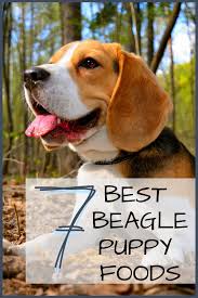 This best food for beagles gets roughly 40% of its total calories from protein, which is higher than the typical dry dog food. 7 Best Puppy Foods For Beagles With Our 2020 Feeding Guide Beagle Puppy Best Puppies Beagle Dog