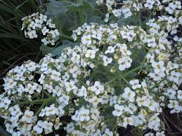 Image result for Crambe