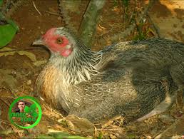 We did not find results for: Induk Ayam Mulai Mengeram Telur Telurnya Di Taman