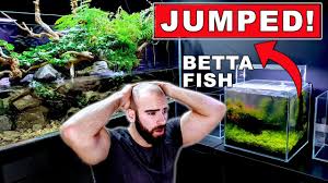 My Betta Fish Jumped Out Feeding An Ambush Predator Md Fish Tanks Youtube