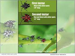 Since then, the spotted lanternfly has spread to new jersey and several other surrounding. How To Combat The Spotted Lanternfly Now In The Nymph Stage Send2press Newswire