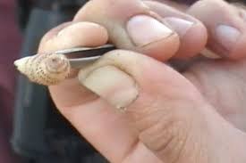 Maybe you would like to learn more about one of these? Hiii Turis Australia Kemasukan Larva Pemakan Daging