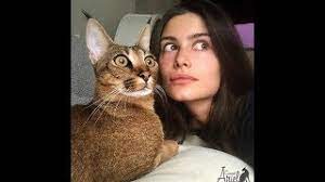 Maine coons are the largest of the domesticated cats, and they are as close as you could safely get to having an actual lion in your house. Ariel The Caracat First Shorthair Mainecoon Cats Make Me Happy Youtube