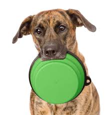 None Collapsible Extra Large Adjustable Dog Cat Water And Food Bowls 2 Packgreen And Purple Food Grade Silicone Bpa Free Fda Approved Double Feed With Images Travel Dog Bowl
