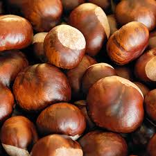 After the flowers bloom, they are followed by the seed pods, which can be messy and may be a drawback of this tree in the landscape. Horse Chestnut Nccih