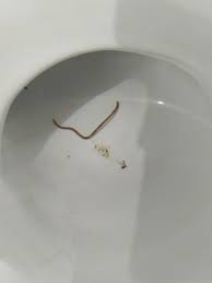 If you spot tiny black worms in your toilet, they are probably drain fly larvae. Brown Worm In Toilet Probably An Earthworm All About Worms